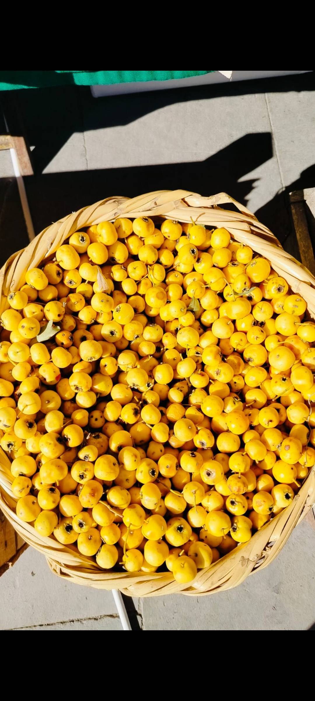 Sarı Alıç 